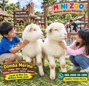 jual anakan cempe domba merino